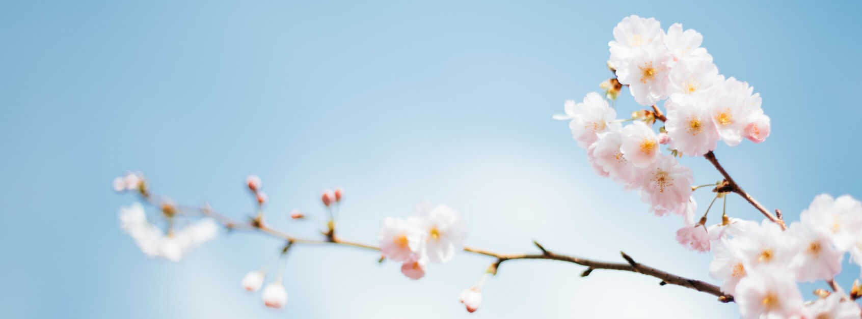 shi, zhibo