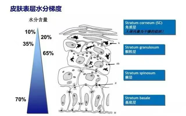 皮肤类型形成原因